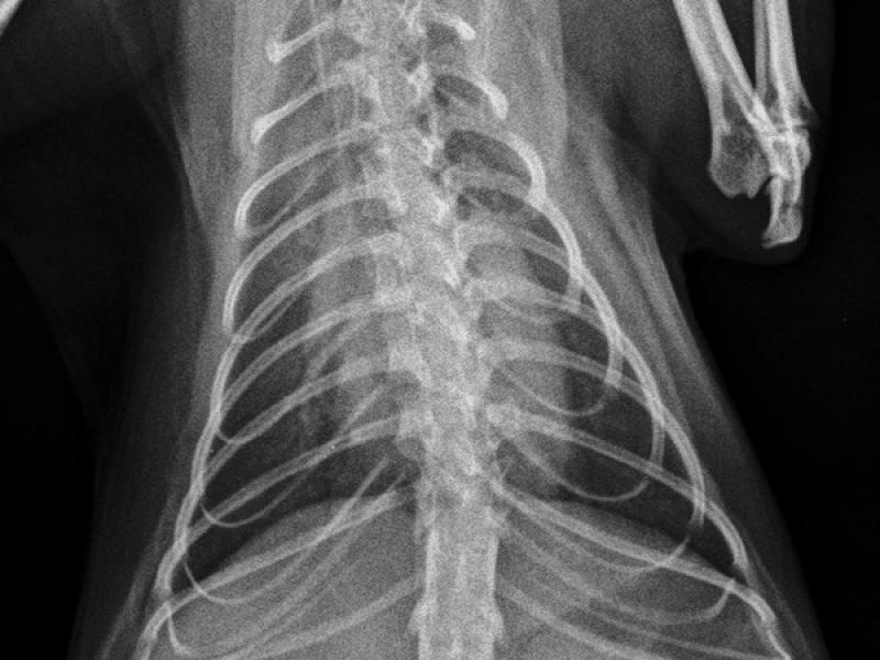 Figura 4A: Radiografías torácicas de control en proyección dorso-ventral (A) y latero-lateral (B) de la misma gata que la Figura 1 donde se aprecia la resolución del edema pulmonar.
