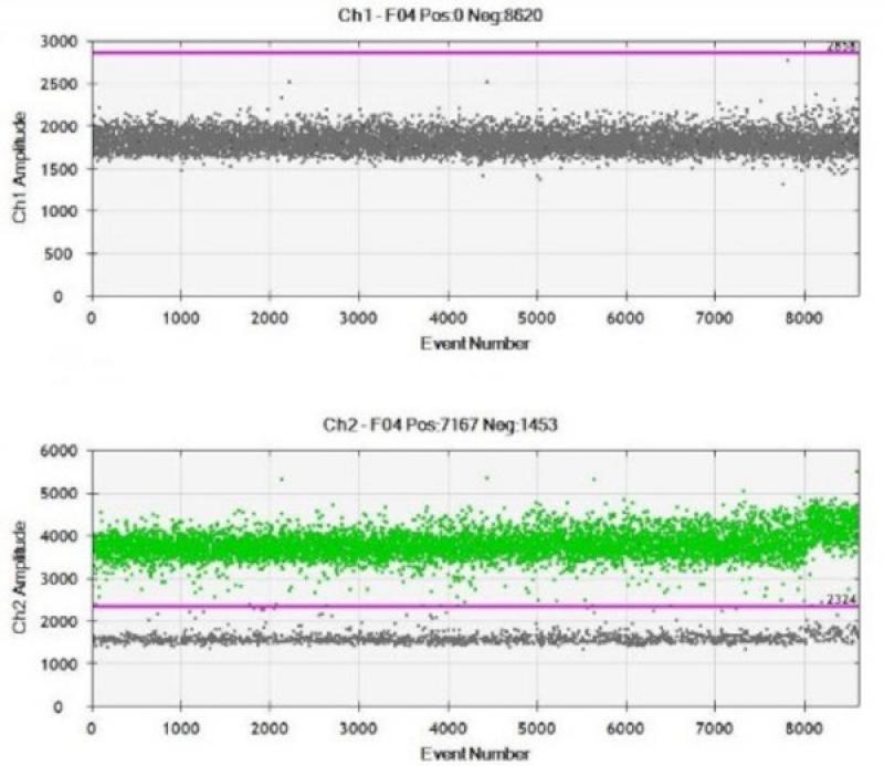 Figura 4A. Señales fluorescentes detectadas por PCR digital en gota para carcinoma urotelial canino. Cada punto en el gráfico representa una única gota examinada. Los puntos grises indican una ausencia del gen BRAF, los puntos verdes una señal para el alelo BRAF salvaje y los azules, aquellos positivos para la mutación variante V595E de BRAF. © A. Kehl (A) Un carcinoma urotelial sin la mutación V595E de BRAF, ya que sólo se observan señales para el gen BRAF salvaje (puntos verdes), y no aquellos mutados (puntos azules, aquí ausentes).