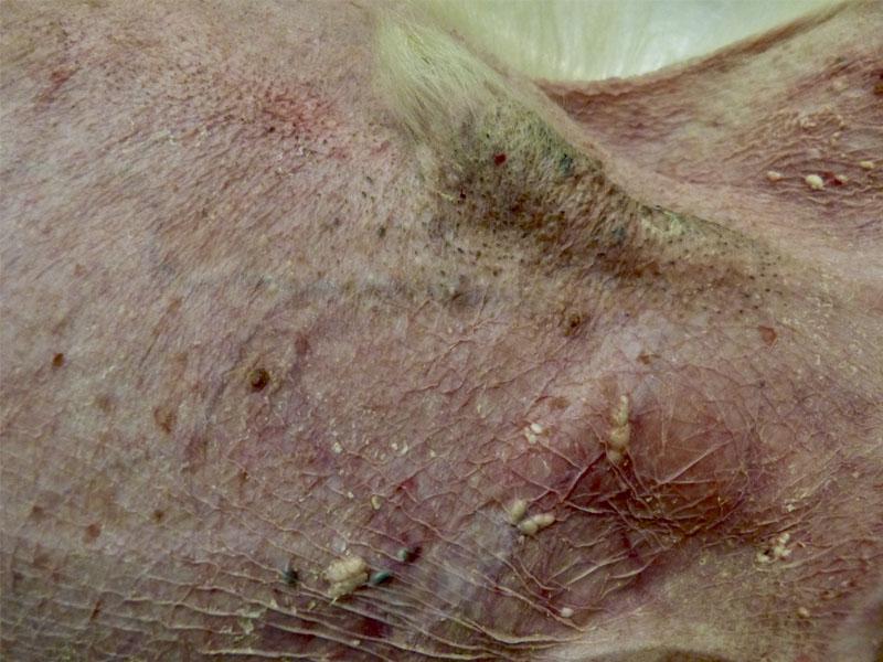 Figura 4.Alopecia y atrofia cutánea en un perro con HAC. Se puede observar piel seca, fina como en papel de fumar y visualización de los vasos sanguíneos.