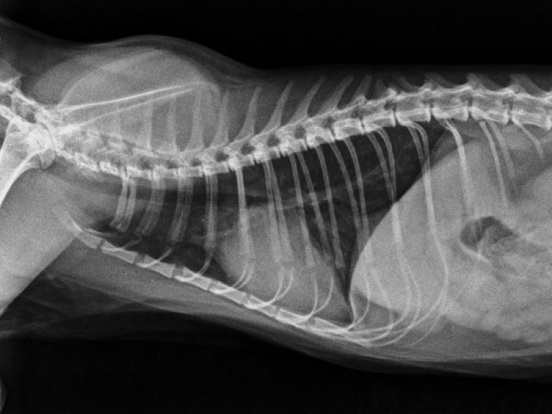 Figura 4B: Radiografías torácicas de control en proyección dorso-ventral (A) y latero-lateral (B) de la misma gata que la Figura 1 donde se aprecia la resolución del edema pulmonar.