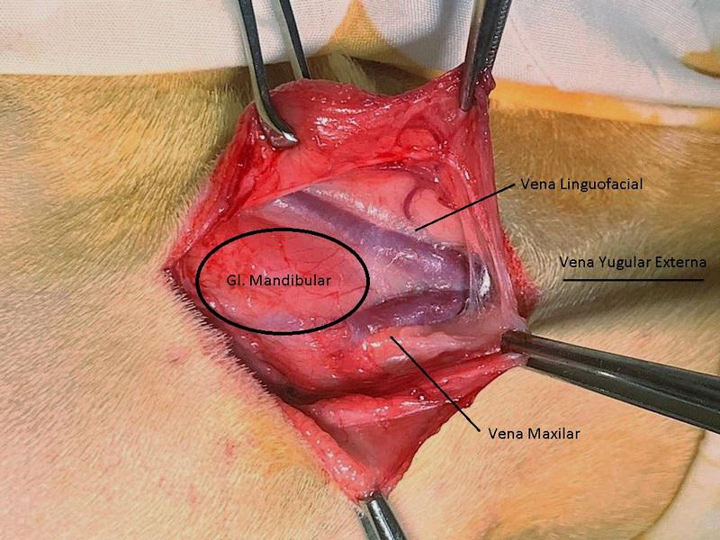 FIGURA 5. (A-B) Se observa la bifurcación de la vena yugular externa y sus dos ramificaciones: maxilar y linguofacial. Con la glándula mandibular craneal a la bifurcación.