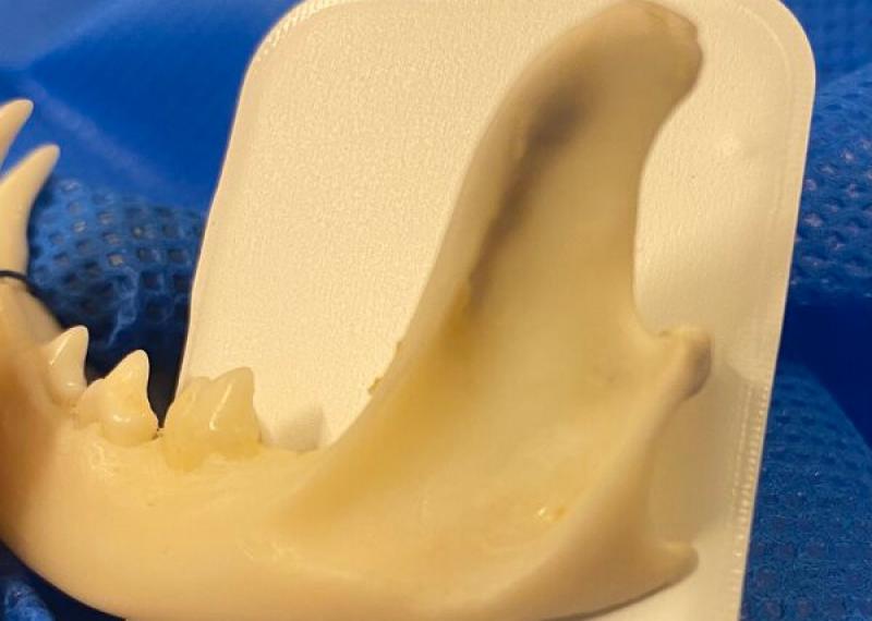Figura 5. (B) Se introduce una película odontológica periapical adulto en el interior de la boca del paciente en anestesia bien en profundidad hacia caudal del cuerpo mandibular.
