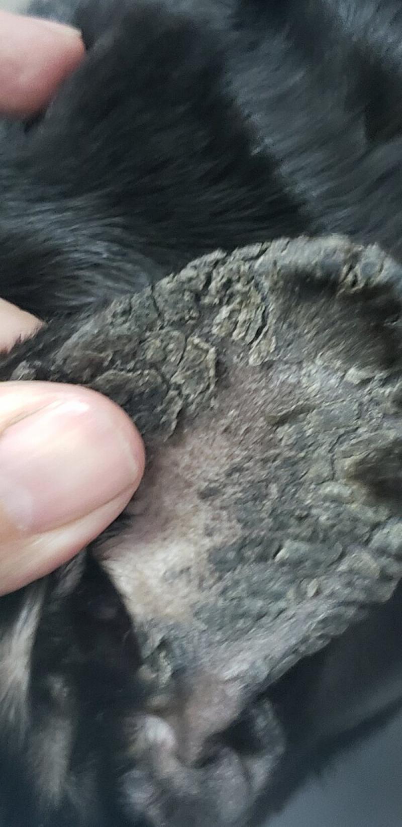 Figura 5. Costras y descamación, junto a alopecia del pabellón auricular, particularmente en raza Bull Dog francés producto de cuadro alérgico.