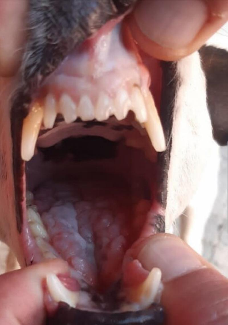 FIGURA 5. Detalle de la zona dorsal de la lengua después de un mes de tratamiento