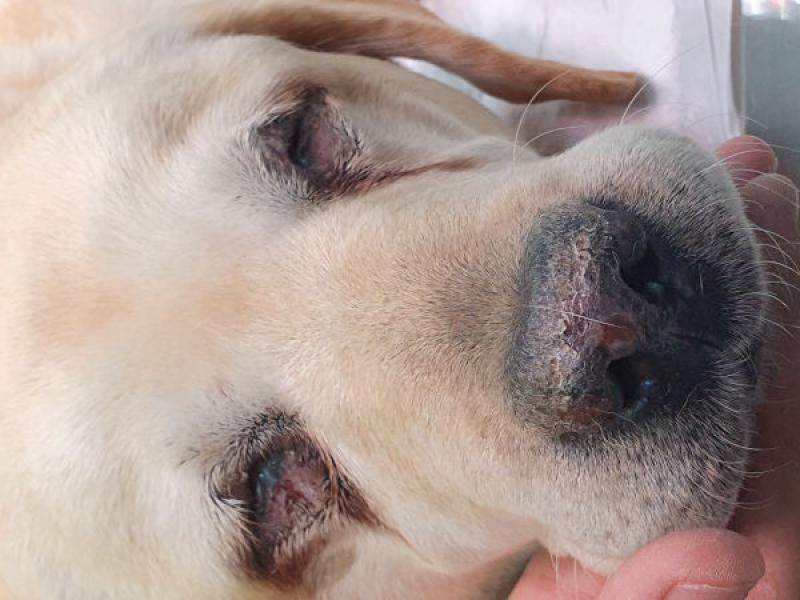 Figura 5. Erosiones, despigmentación y costras en una perra Labrador retriever que padece lupus eritematoso discoide de predominio facial.