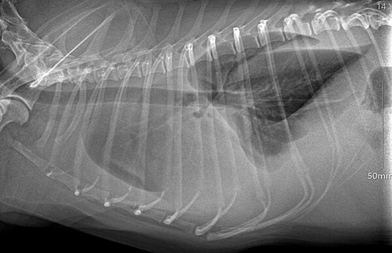 Figura 5. Estudio radiológico de tórax en paciente canino con efusión pleural.