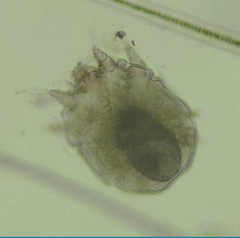 Figura 5. Imagen microscópica de un ácaro hembra con un huevo en su interior (izquierda) y de un huevo (derecha).