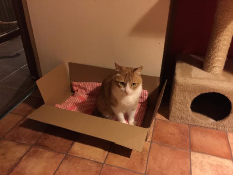 Figura 5: Las cajas de cartón ofrecen multitud de posibilidades para enriquecer el ambiente del gato.