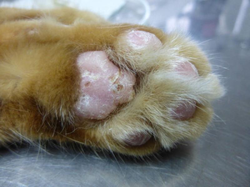 Figura 5. Lesiones en almohadillas de un felino con pododermatitis de células plasmáticas confirmado por biopsia.