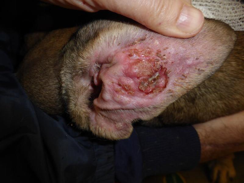 Figura 5. Pabellón eritematoso, con lesiones pápulo-nodulares, erosiones y costras en un Staffordshire con dermatitis atópica y leishmaniosis.