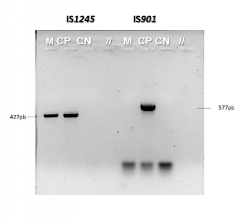 Figura 5.Amplificación por PCR de las secuencias de inserción IS1245 e IS901. Gel de agarosa al 2 % mostrando el producto de amplificación de IS1245 e IS901 del aislamiento del caso clínico presentado. La PCR positiva a IS1245 (complejo M. avium) pero negativa a IS901, es indicativo de infección por M. avium hominissuis. C+: control positivo M. avium avium; C-: control negativo (agua).