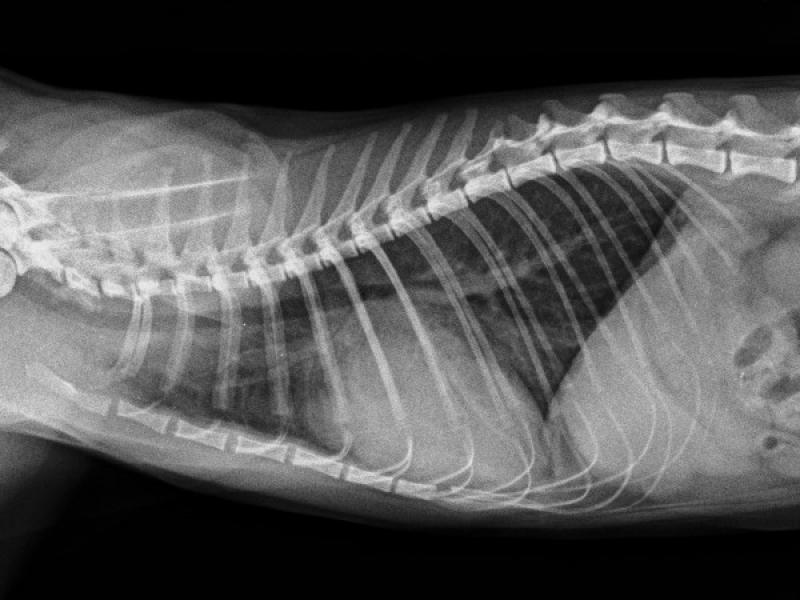 Figura 5B: Radiografías torácicas en proyección dorso-ventral (A) y latero-lateral (B) de una gata con cardiomegalia severa y leves infiltrados pulmonares.