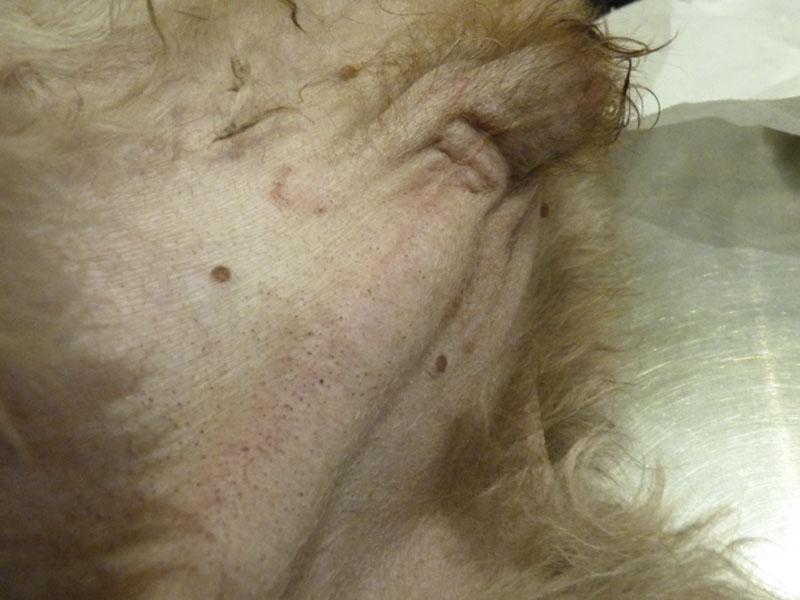 Figura 5.Eritema lineal en el prepucio en un perro con tumores en ambos testículos.