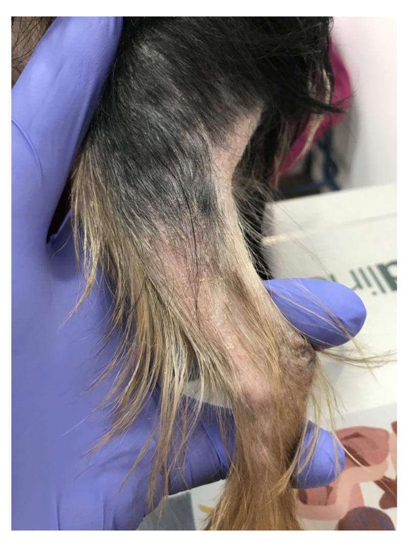Figura 6: Alopecia autoinducida en un perro con prurito intenso por dermatitis alérgica.