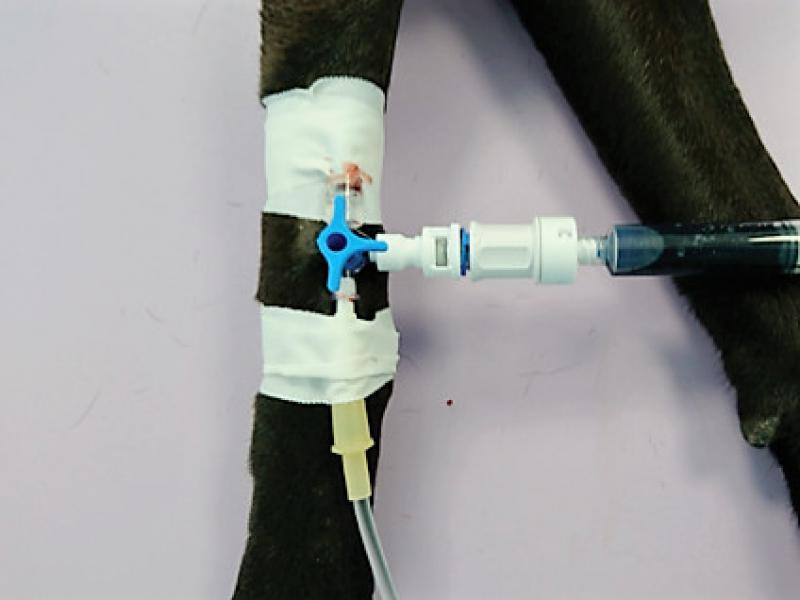 Figura 6. Aplicacio?n de una dosis de quimioterapia intravenosa en un perro con ayuda de dispositivos de seguridad adecuados