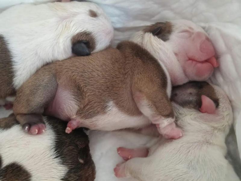 Figura 6. Camada de cachorros neonatos durmiendo.