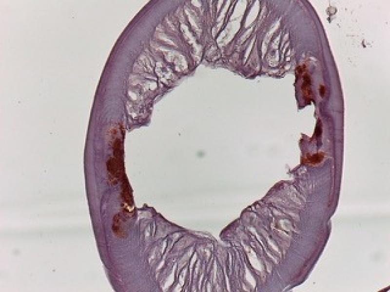 Figura 6. Corte histológico transversal de un gusano de Dirofilaria immitis, teñido mediante técnicas de inmunohistoquímica anti-WSP, que evidencia la presencia de poblaciones de Wolbachia en los cordones laterales del parásito, visibles en un tono rojo oscuro.