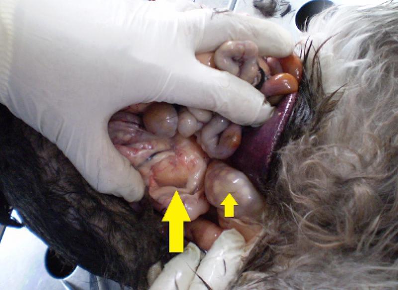 Figura 6. En la necropsia se corroboran las imágenes ecográficas de la adenomegalia mesentérica (flecha grande) fácilmente palpables en el animal vivo. Se puede constatar el compromiso de los nódulos linfoideos hiperplásicos del intestino (flecha pequeña).