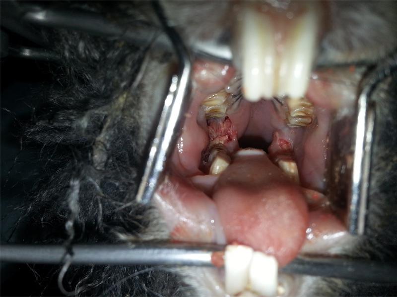 Figura 6. Exploración bajo sedación de cavidad oral de conejo. Obsérvese la Gingivoestomatitis asociada a absceso dentario de piezas dentarias 311 y 411 (diagnóstico completado con pruebas de imagen posteriores).