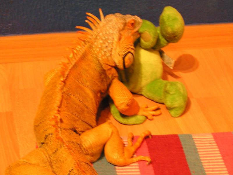 Figura 6. Iguana común (Iguana iguana)en su sesión diaria de zarandeo, mordisqueo y juego con un muñeco de trapo.