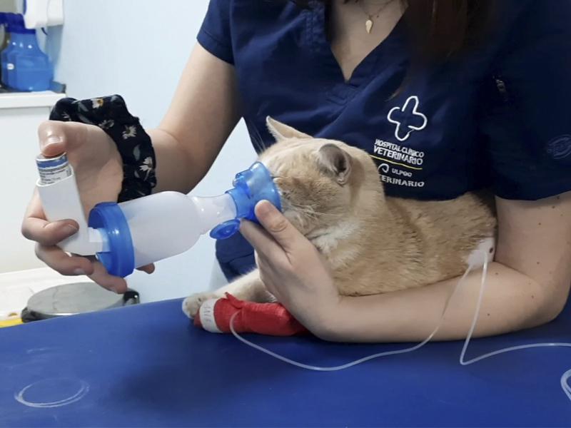 Figura 6. Ilustración de la terapia inhalatoria mediante dispositivo homologado en un gato común europeo con sintomatología respiratoria causada por dirofilariosis.