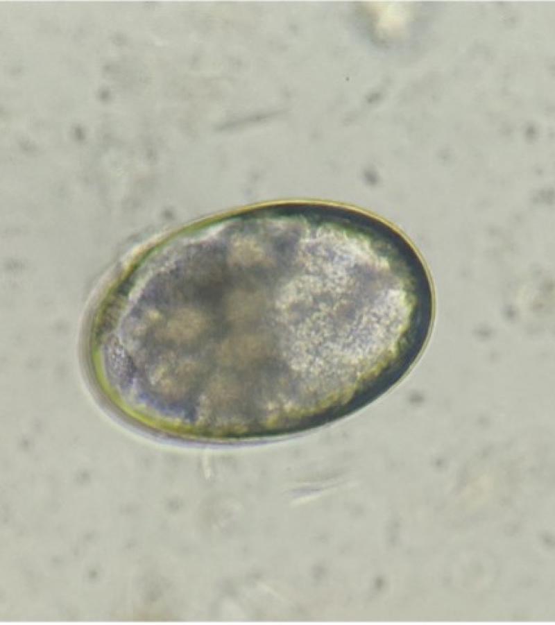 Figura 6. Imagen microscópica de un ácaro hembra con un huevo en su interior (izquierda) y de un huevo (derecha).