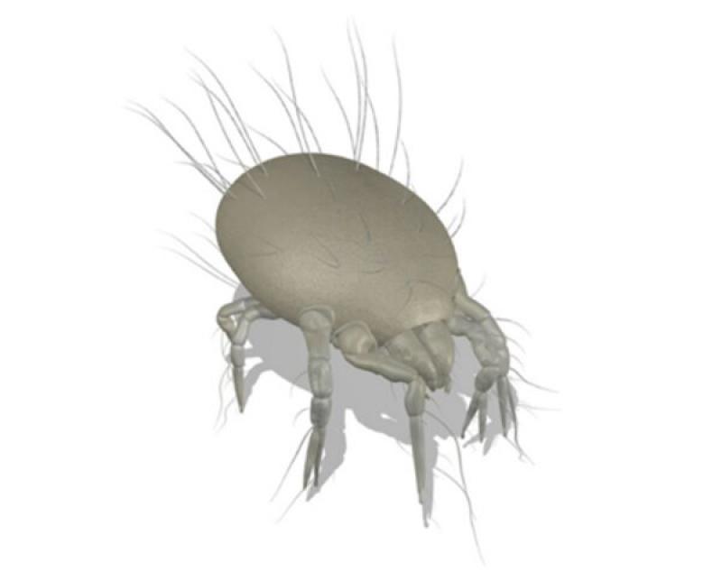 Figura 6: Lepidoglyphus destructor (cortesía de Laboratorios Letipharma, flomy).
