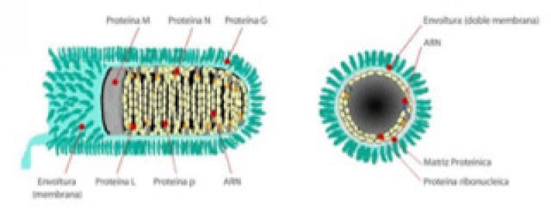 Figura 6. Morfología y estructura del virus de la rabia.