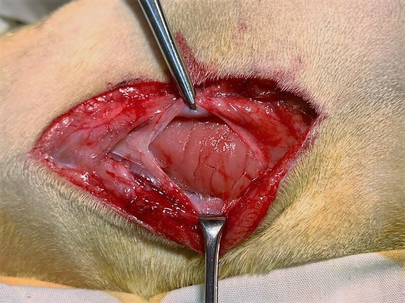 FIGURA 6. Se observa la apertura de la cápsula de la glándula mandibular.