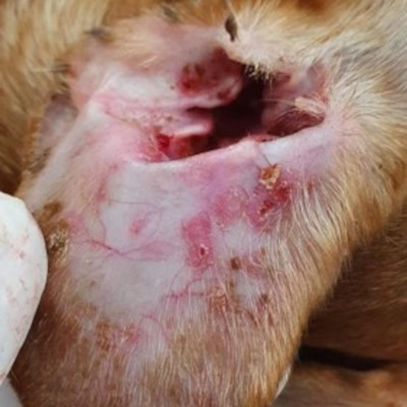 Figura 6A. Úlceras en almohadillas plantares y cara interna del pabellón auricular en un perro afectado de pénfigo vulgar.