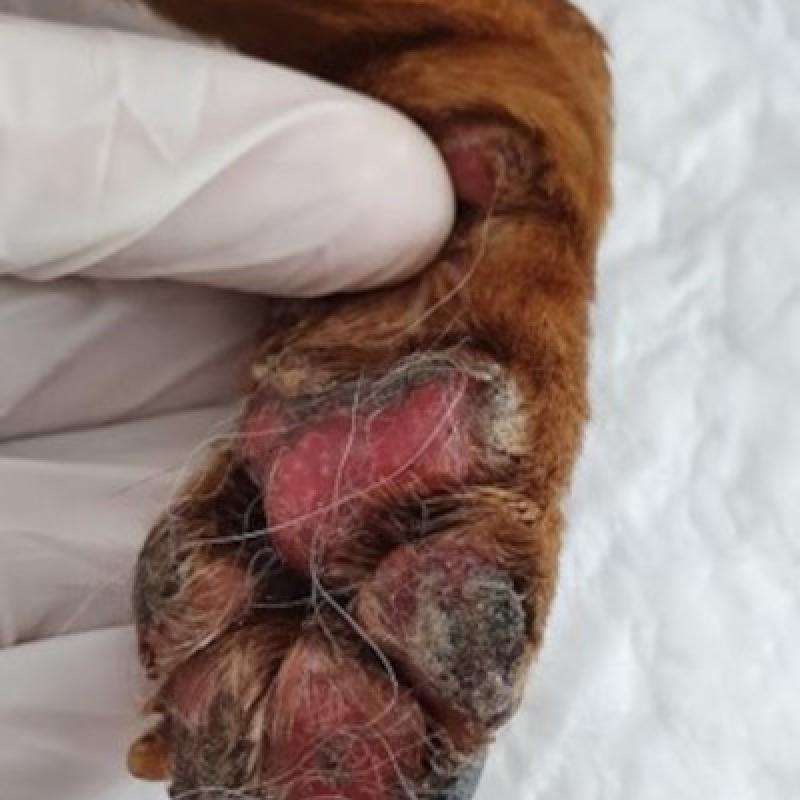 Figura 6B. Úlceras en almohadillas plantares y cara interna del pabellón auricular en un perro afectado de pénfigo vulgar.