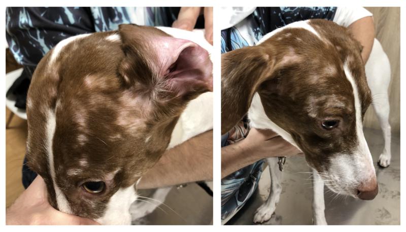 Figura 7. Alopecia multifocal en un perro con alopecia areata. Nótese el recrecimiento de algunos pelos de color blanco en las zonas alopécicas.