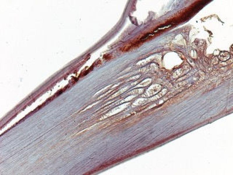 Figura 7. Corte histológico longitudinal del mismo gusano de la figura 6, teñido mediante técnicas de inmunohistoquímica anti-WSP. La presencia de poblaciones de Wolbachia es evidente en los cordones laterales a lo largo de todo el parásito, visibles en un tomo rojo oscuro.