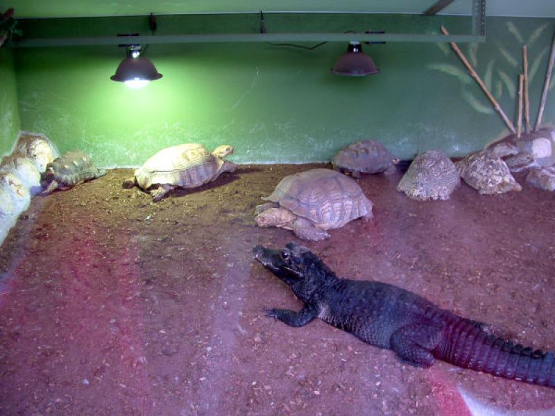 Figura 7. La mezcla de especies compatibles (tortugas adultas y cocodrilianos) puede ser un tipo de enriquecimiento ambiental siempre que se conozca que sean compatibles y no se vean mutuamente como una amenaza.