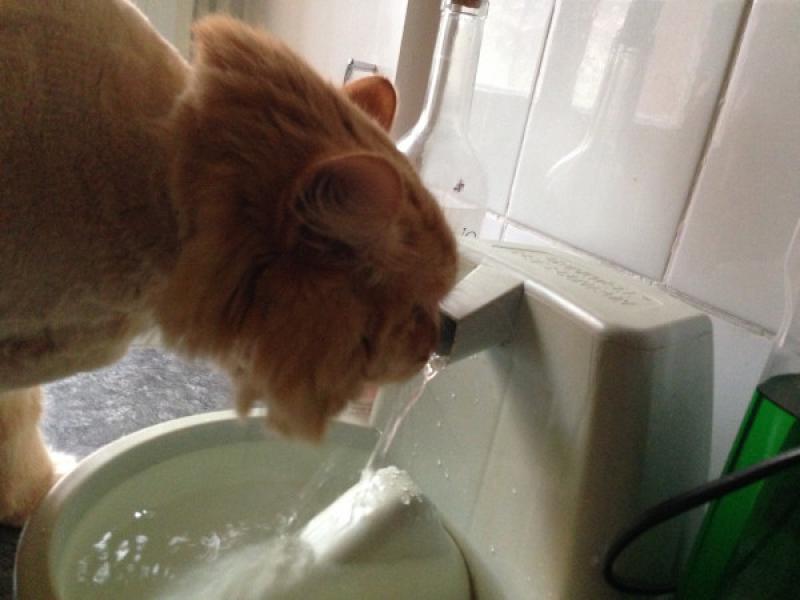 Figura 7: Las fuentes de agua para mascotas son una buena opción para suministrar al gato agua corriente y fresca, tan importante para su salud.