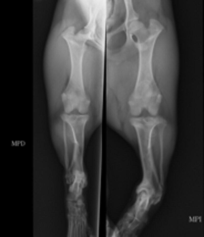 Figura 7. Radiografía anteroposteriores de ambas extremidades posteriores.