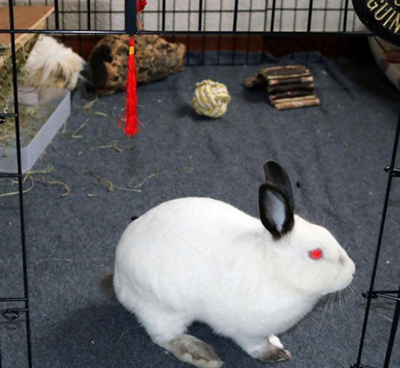 Figura 7. Salida diaria de conejo en un recinto de cobayas.