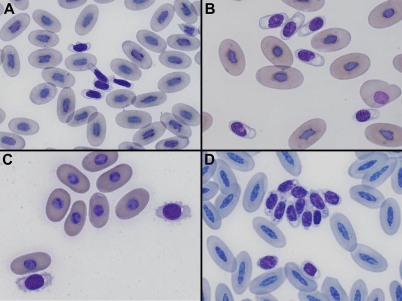 Figura 7. Trombocitos en diferentes especies (Tinción Wright, magnificación a partir de preparaciones visualizadas por microscopio a 100x). (A) Trombocitos en un camaleón velado (Chamaeleo calyptratus). Se puede observar el escaso citoplasma de color pálido/transparente (importante diferencia entre linfocitos y eritrocitos policromatófilos) (B) Trombocitos en una Boa constrictor. Se puede observar las vacuolas en su citoplasma. (C) Trombocitos en una tortuga terrestre de patas rojas (Chelonoidis carbonaria). Se pueden observar las proyecciones citoplasmáticas (D) Trombocitos en un pato criollo (Cairina moshata). Se pueden observar los trombocitos agregados y con gránulos eosinofílicos puntiformes en su citoplasma. En las diferentes imágenes se puede observar su elevado pleomorfismo.