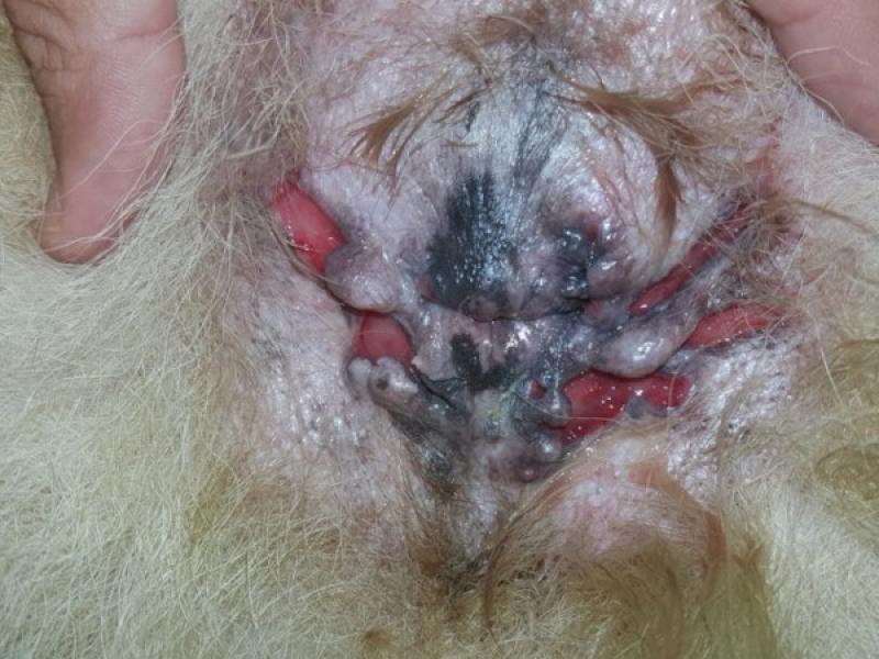 Figura 7. Úlceras en el área perianal en un perro Pastor Alemán con furunculosis anal.