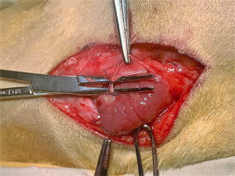FIGURA 7.Disección y ligadura de la vascularidad de la glándula mandibular en el aspecto cráneo ? medial.