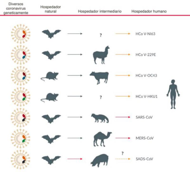 Figura 8. Esquema de la relación de los coronavirus en animales que dieron origen a los coronavirus en humanos. Fuente: Cui. et al., 2019.