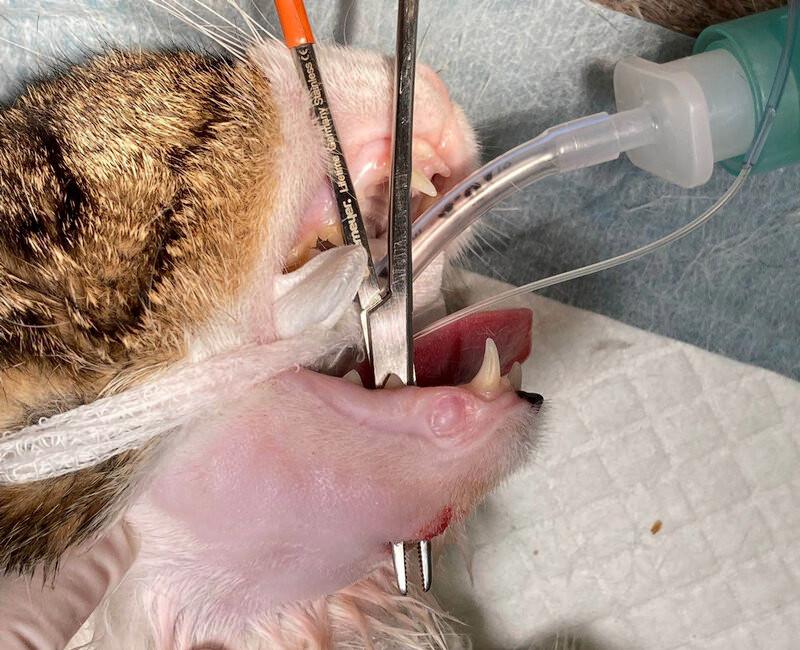 Figura 8. Intubación milohioidea: introducción de un fórceps a través de la incisión realizada a través de la piel, subcutáneo, músculo milohioideo y mucosa oral. El animal se encuentra intubado de forma tradicional.