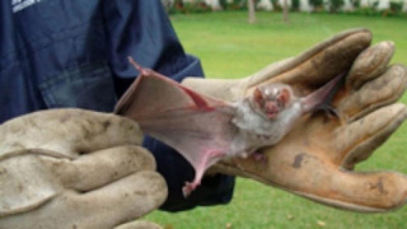 Figura 8. La manipulación de un murciélago siempre debe ser con guantes gruesos.