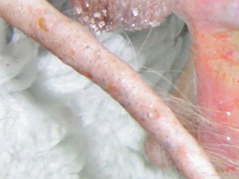 Figura 8. Lesiones úlcero-costrosas en la parte dorsal de la cola..
