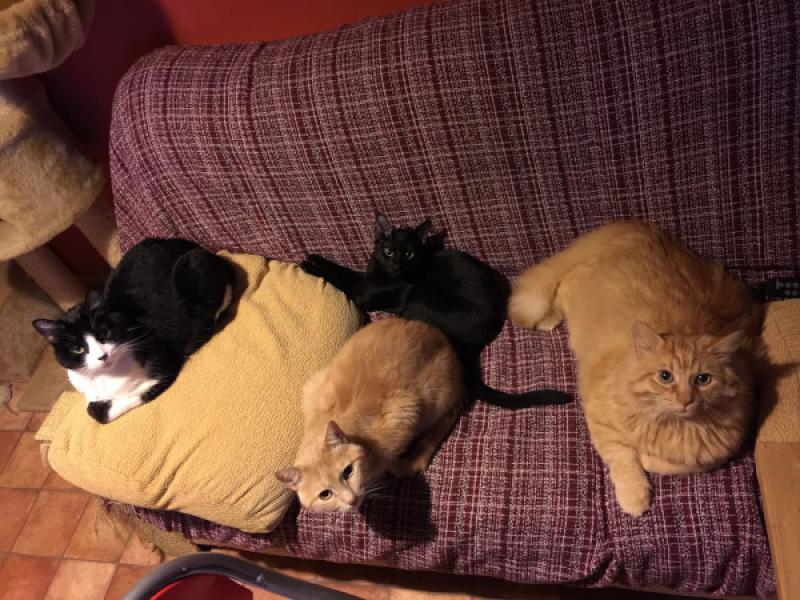 Figura 8: Los gatos siempre elegirán el lugar más cómodo de toda la casa lo que muchas veces implica dejar al propietario sin sitio en el sofá.