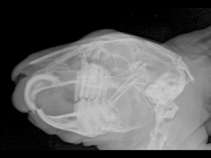 Figura 8. Radiografía LL dcha. de cráneo de conejo presentando alteraciones en plano oclusal normal tanto de malares como de incisivos. Alteración de coronas residuales y cortical ventral mandibular asociada.