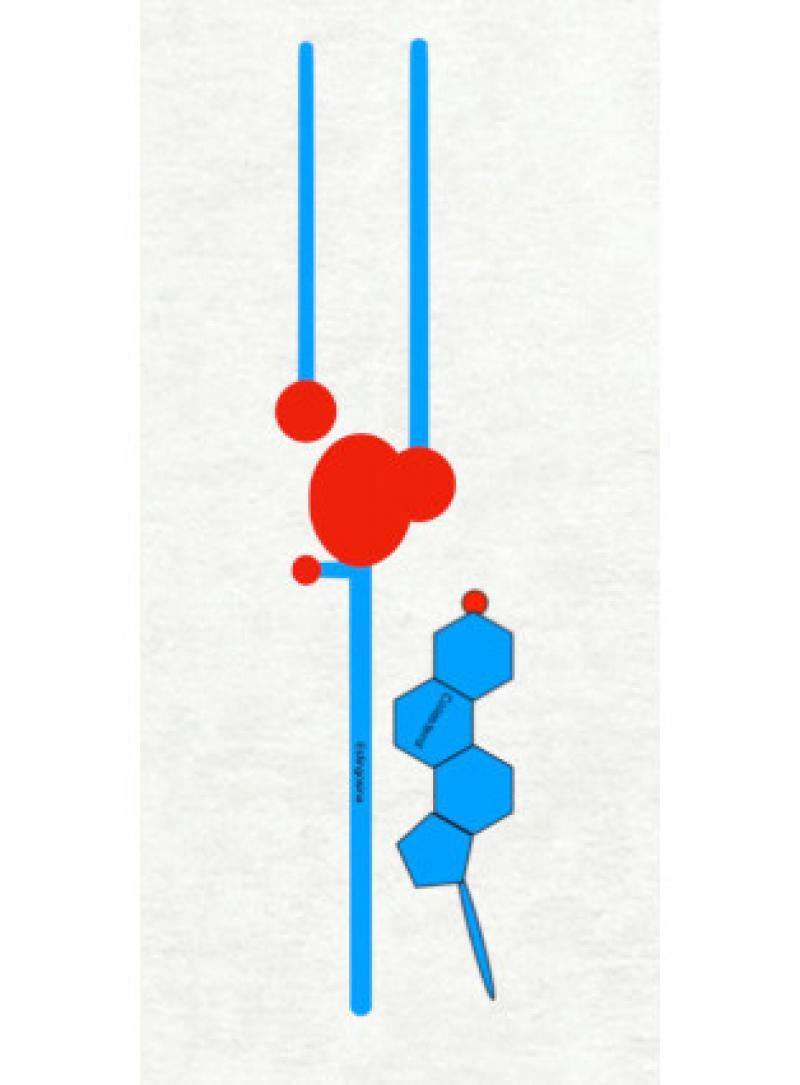 Figura 8. Unidad estructural de las lamelas. En el esquema figura una molécula de ceramida, una molécula de colesterol y una de un ácido graso libre. Nótese como cada parte hidrofílica de cada molécula se relaciona con las partes hidrofílicas de las otras moléculas (todas en rojo) y cómo las partes hidrofóbicas hacen lo mismo entre sí (en azul).
