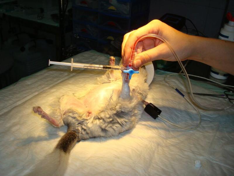 Figura 8: Vía intravenosa en chinchilla.