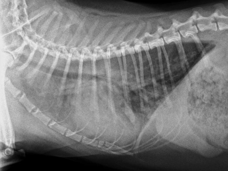 Figura 8A: Radiografías torácicas en proyección dorso-ventral (A) y latero-lateral (B) de un gato con edema pulmonar severo y cardiomegalia.