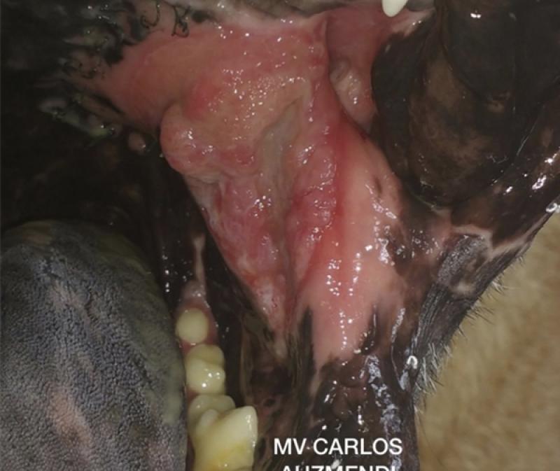 FIGURA 8C. Trauma dental de las piezas inferiores sobre el cuerpo del colgajo provocando lesiones marcadas.